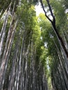 Kyoto Bamboo Forest Arashiyama Bamboo Grove Royalty Free Stock Photo